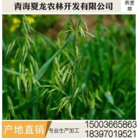 燕麥草 養(yǎng)殖場(chǎng)燕麥草 牛羊、兔子、荷蘭豬和豚鼠寵物牧草