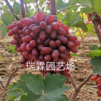 長(zhǎng)?？巳鹕咸衙?木果樹(shù)苗木批發(fā) 葡萄苗樹(shù)葡萄樹(shù)苗