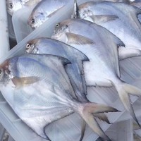 寧波象山東海新鮮白鯧魚(yú)冰凍水產(chǎn)小鯧魚(yú) 100-120規(guī)格 水產(chǎn)批發(fā)  5斤起批