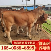 黃牛肉牛犢改良 肉牛價格怎么樣 養(yǎng)殖批發(fā)牛苗 肉?；钆? onmouseover=