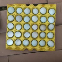 精品小綠殼蛋，凈重30-35斤，日撿日發(fā)