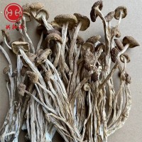 新貨不開傘茶樹菇干貨批發(fā) 古田茶薪菇一手貨源產地一份500g  2件起批