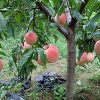 四川桃苗批發(fā)基地，國慶桃三年苗，品種保證基地直發(fā)