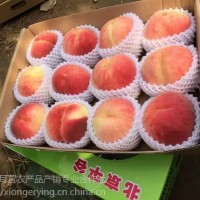 14號桃，平谷原產地直發(fā)，8月成熟大桃