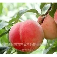 黃桃，平谷產地直發(fā)大桃，黃桃批發(fā)，代收