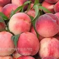 平谷大桃24號,土特產禮品盒，平谷大桃采摘園，批發(fā)大桃