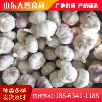 山東農家紫皮干garlic 現(xiàn)挖濕蒜基地直發(fā)保鮮大蒜白皮新鮮 garlic