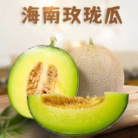 代發(fā)供應 應季頭茬哈密網紋瓜 多汁新鮮大甜瓜 海南玫瓏甜瓜