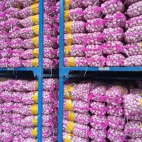 大量供應山東大蒜，干蒜，鮮蒜、市場蒜。蒜米料，出口大蒜