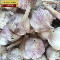 供應金鄉(xiāng)大蒜 大蒜出口殘次品2kg 28元 ，不影響使用，美觀度欠，